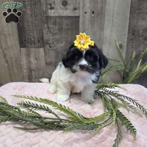 Tootles, Mal-Shi Puppy