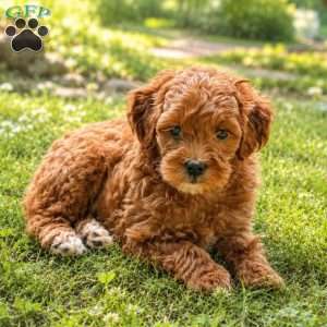 Tulip, Mini Goldendoodle Puppy