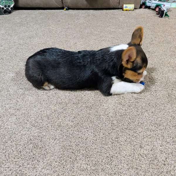 Maverick, Pembroke Welsh Corgi Puppy