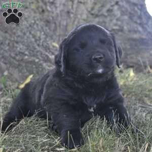 Mochi, Bernese Golden Mountain Dog Puppy