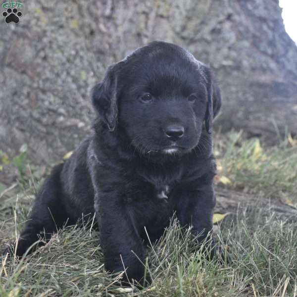 Mochi, Bernese Golden Mountain Dog Puppy
