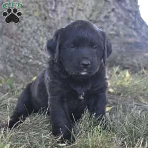 Mochi, Bernese Golden Mountain Dog Puppy