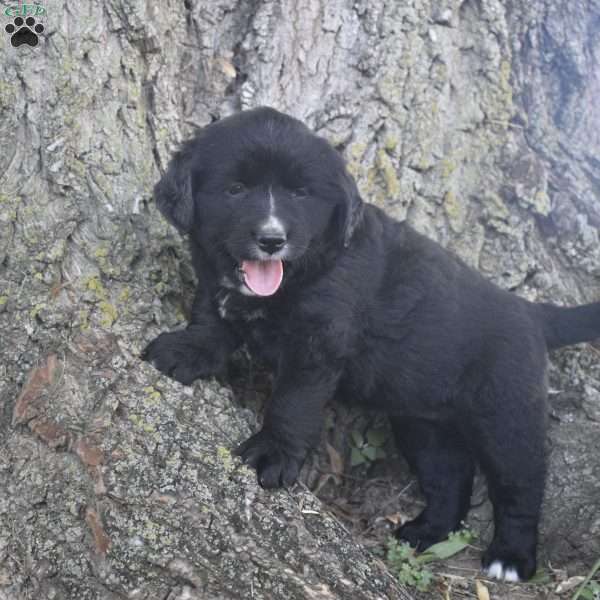 Maple, Bernese Golden Mountain Dog Puppy
