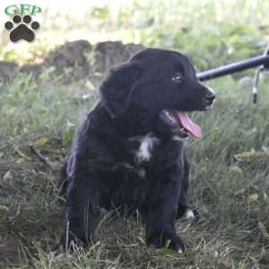 Molly, Bernese Golden Mountain Dog Puppy