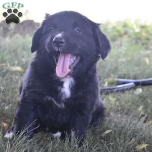 Molly, Bernese Golden Mountain Dog Puppy