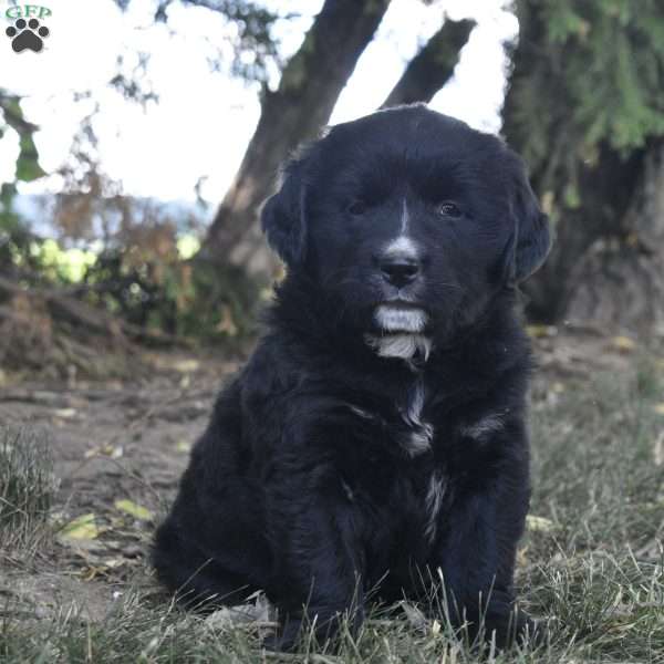 Maverick, Bernese Golden Mountain Dog Puppy