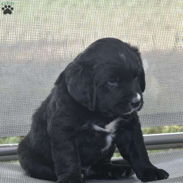 Marley, Bernese Golden Mountain Dog Puppy
