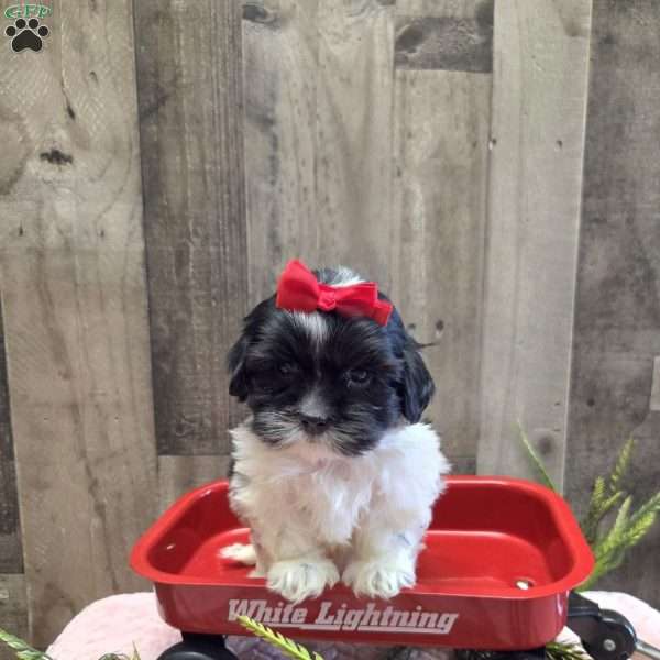 Tootsie, Mal-Shi Puppy