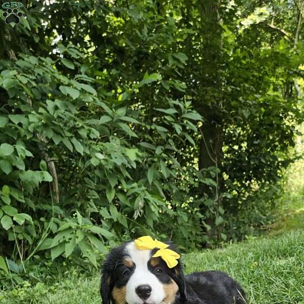Indigo, Bernese Mountain Dog Puppy
