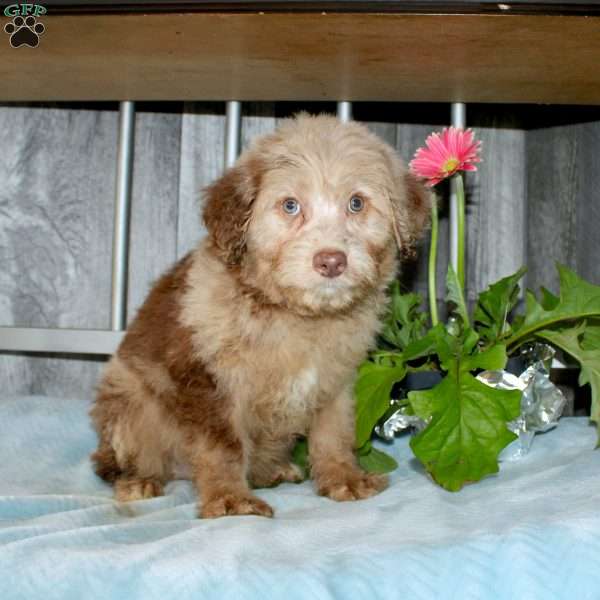 Oscar, Mini Aussiedoodle Puppy