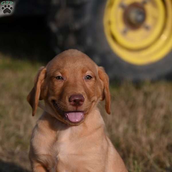 Molly, Fox Red Labrador Retriever Puppy