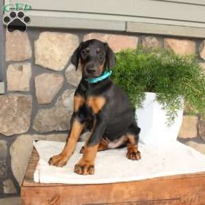 Paul, Doberman Pinscher Puppy