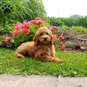 Pam, Mini Goldendoodle Puppy