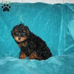 Tiffany, Miniature Poodle Puppy