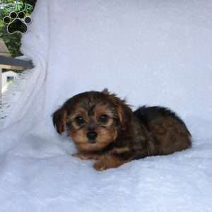 Ethan (Tiny), Yorkie Poo Puppy