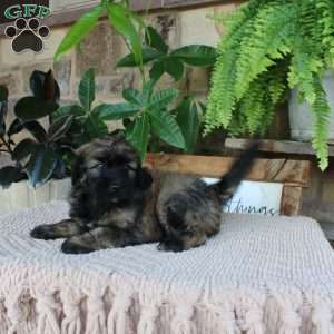Lyle, Mini Whoodle Puppy