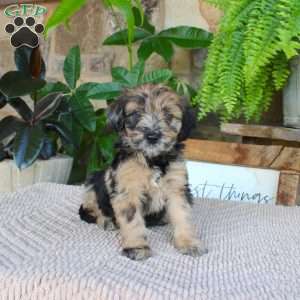 Lilac, Mini Whoodle Puppy