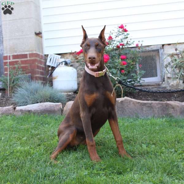 Tina, Doberman Pinscher Puppy