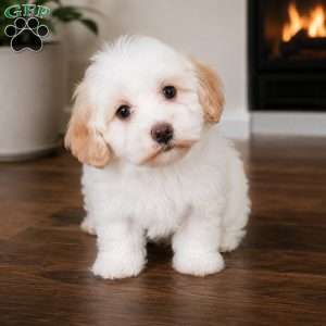 Daisy, Maltipoo Puppy