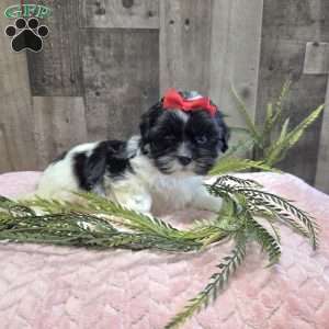 Tootsie, Mal-Shi Puppy