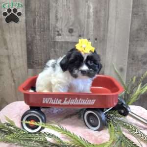 Tootles, Mal-Shi Puppy