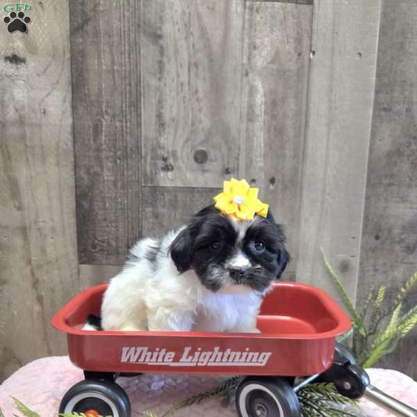 Tootles, Mal-Shi Puppy
