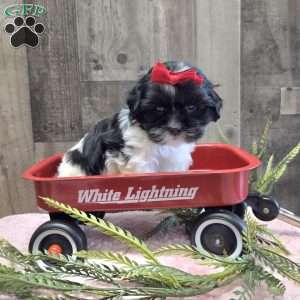Tootsie, Mal-Shi Puppy