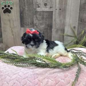 Tootsie, Mal-Shi Puppy