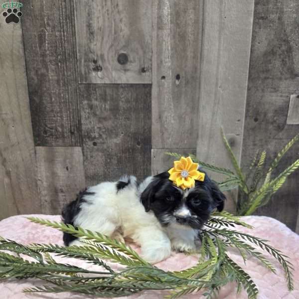Tootles, Mal-Shi Puppy