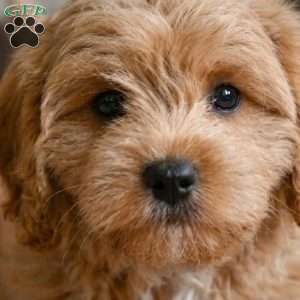 mark, Cavapoo Puppy