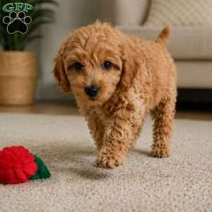 Bella, Cavapoo Puppy