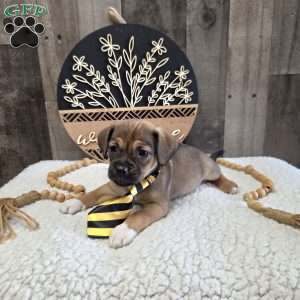 Watch, Jug Puppy