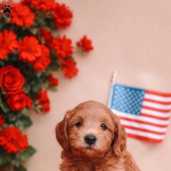 Max, Mini Labradoodle Puppy