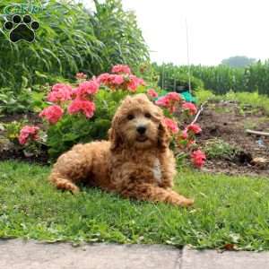 Pam, Mini Goldendoodle Puppy