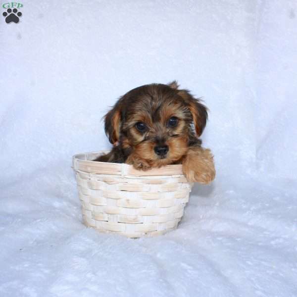 Ethan (Tiny), Yorkie Poo Puppy