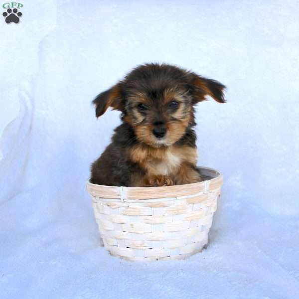 Everett (Tiny), Yorkie Poo Puppy