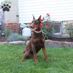 Tina, Doberman Pinscher Puppy