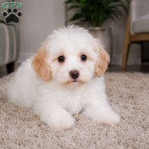 Daisy, Maltipoo Puppy