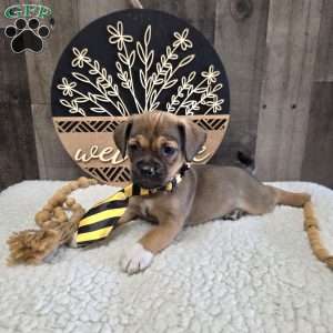 Watch, Jug Puppy