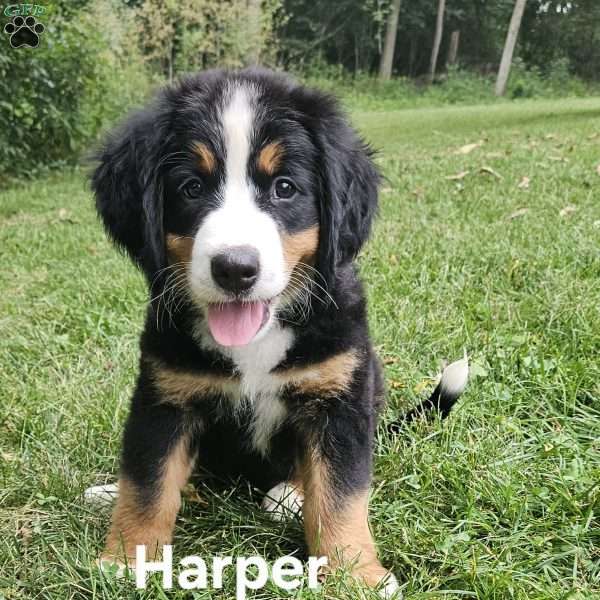 Harper, Bernese Mountain Dog Puppy