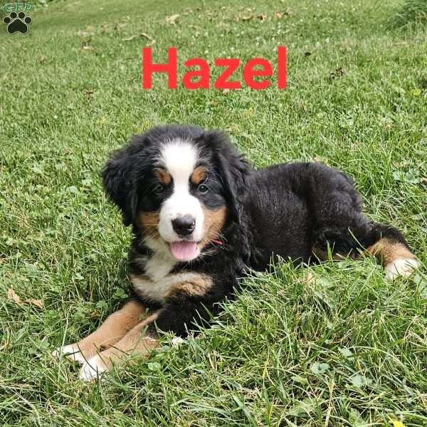 Hazel, Bernese Mountain Dog Puppy