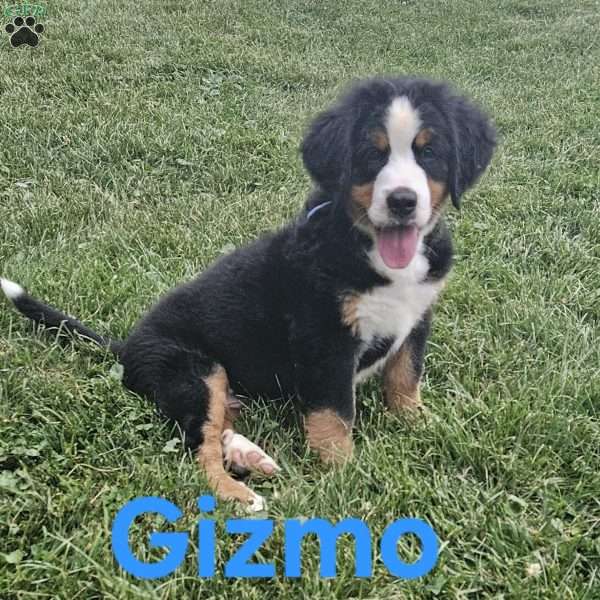 Gizmo, Bernese Mountain Dog Puppy