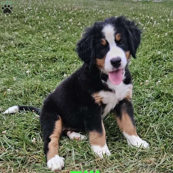Ellie, Bernese Mountain Dog Puppy