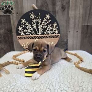 Watch, Jug Puppy