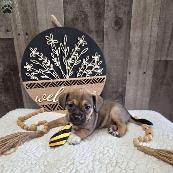 Watch, Jug Puppy