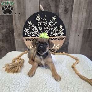Wonder, Jug Puppy
