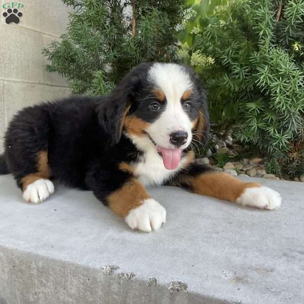Hudson, Bernese Mountain Dog Puppy