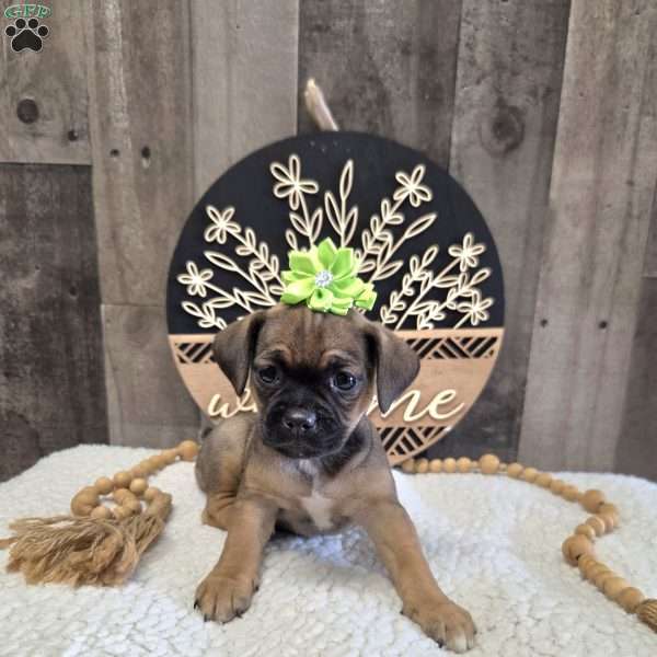 Wonder, Jug Puppy