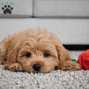 mark, Cavapoo Puppy
