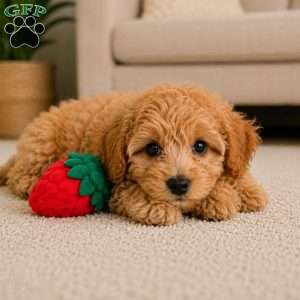 Bella, Cavapoo Puppy